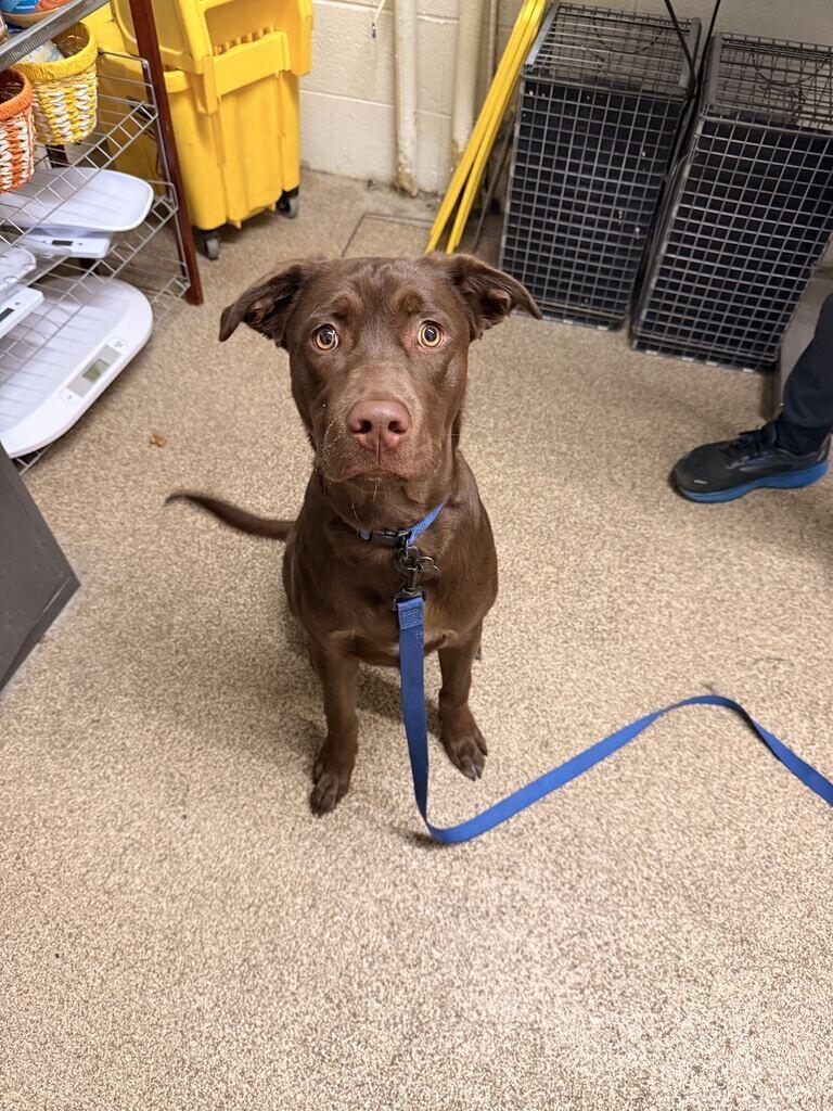 Enlarge Waylon, a Adoptable Chocolate Labrador Retriever in Fruit Heights, UT image 2/2