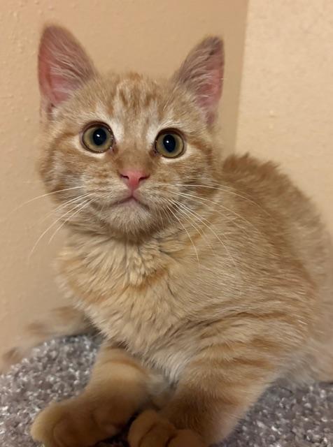 Autumn, Adoptable, Kitten Female Domestic Short Hair.