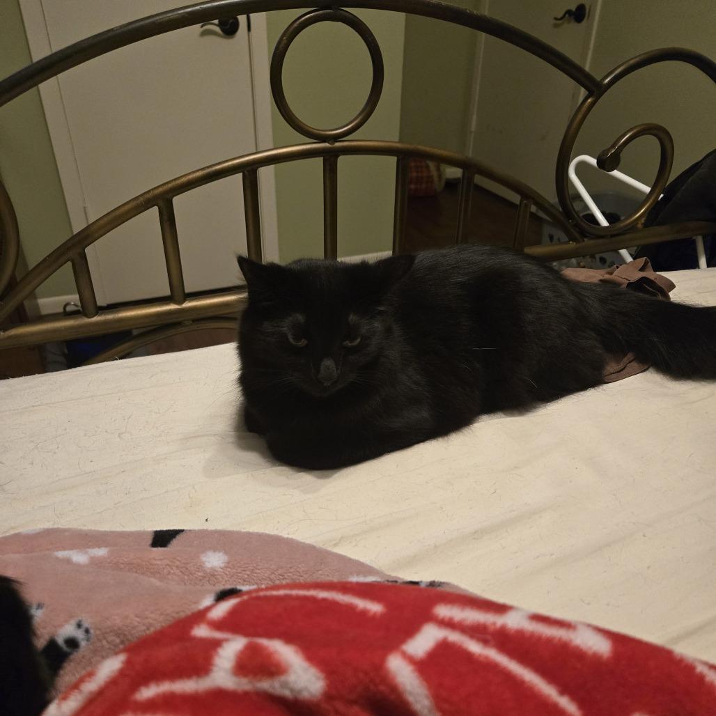 Enlarge Molly, a Adoptable Domestic Medium Hair in Baytown, TX image 1/6