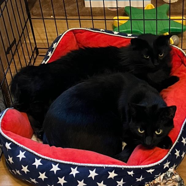 Enlarge Molly, a Adoptable Domestic Medium Hair in Baytown, TX image 2/6