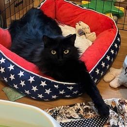 Enlarge Molly, a Adoptable Domestic Medium Hair in Baytown, TX image 3/6