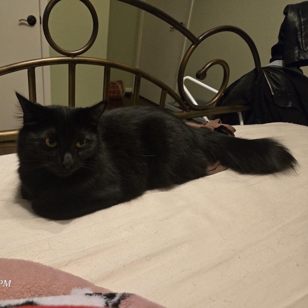 Enlarge Molly, a Adoptable Domestic Medium Hair in Baytown, TX image 4/6