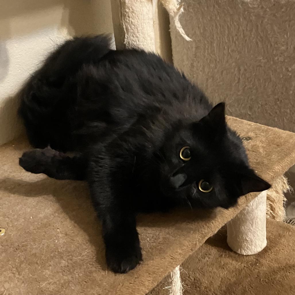 Enlarge Molly, a Adoptable Domestic Medium Hair in Baytown, TX image 5/6
