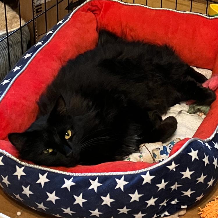 Enlarge Molly, a Adoptable Domestic Medium Hair in Baytown, TX image 6/6