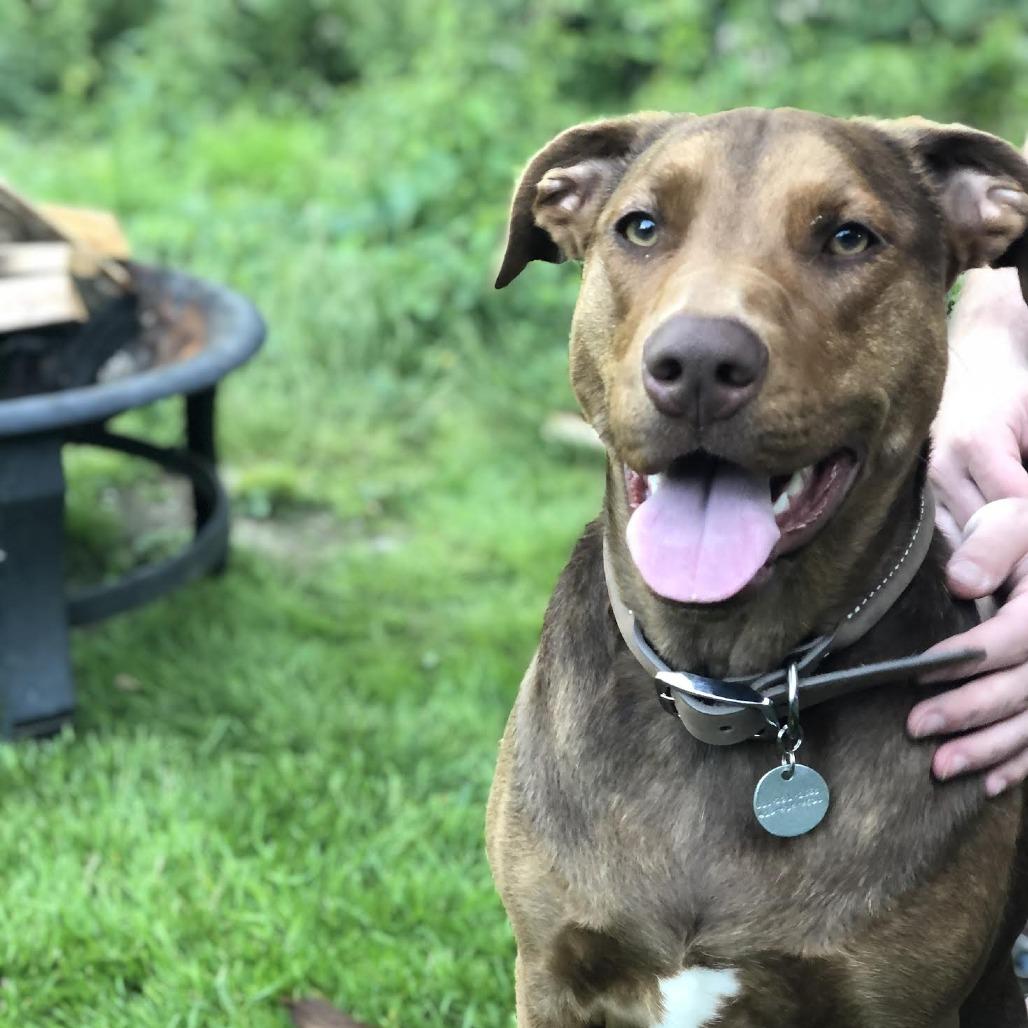 Georgie, Adoptable, Adult Female Chocolate Labrador Retriever & Doberman Pinscher.