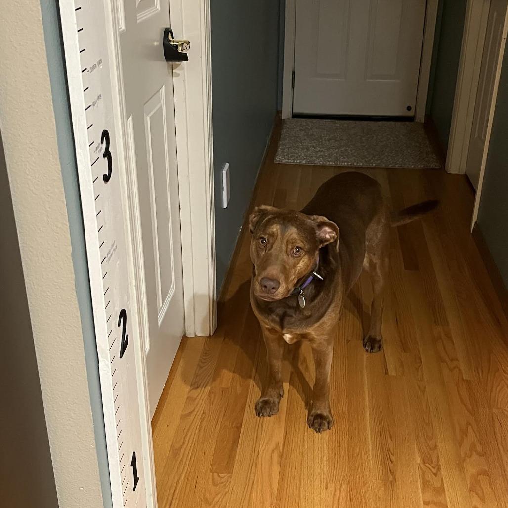 Georgie, a Adoptable mixed breed in Bellingham, WA image 2/4