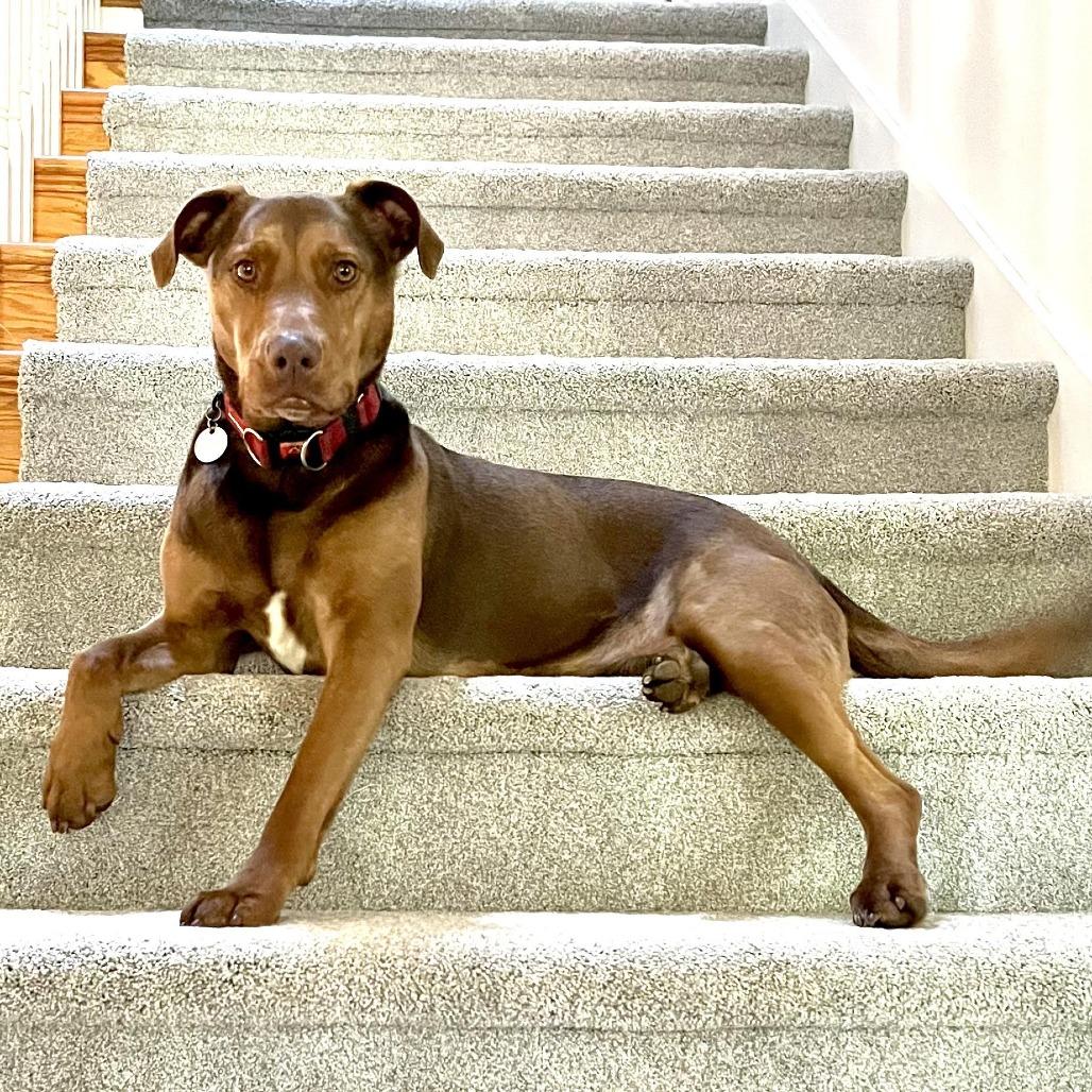 Georgie, a Adoptable mixed breed in Bellingham, WA image 3/4