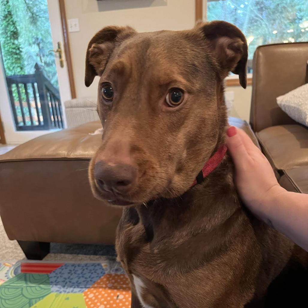 Georgie, a Adoptable mixed breed in Bellingham, WA image 4/4