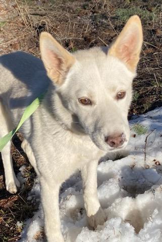 Enlarge Foxy, a ADOPTABLE Mixed Breed in Polson, MT image 4/6