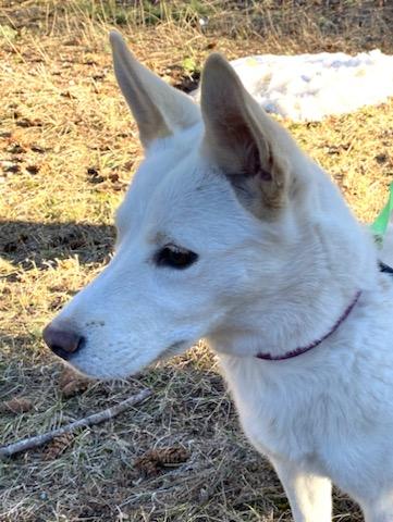 Enlarge Foxy, a ADOPTABLE Mixed Breed in Polson, MT image 6/6
