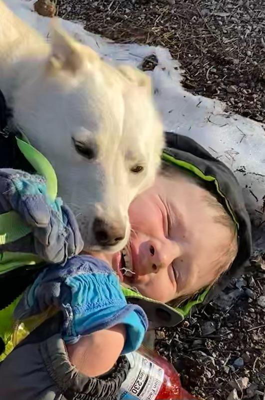 Enlarge Foxy, a ADOPTABLE Mixed Breed in Polson, MT image 3/6