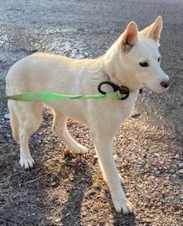 Enlarge Foxy, a ADOPTABLE Mixed Breed in Polson, MT image 1/6