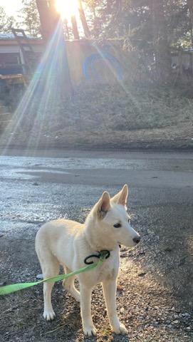 Enlarge Foxy, a ADOPTABLE Mixed Breed in Polson, MT image 5/6