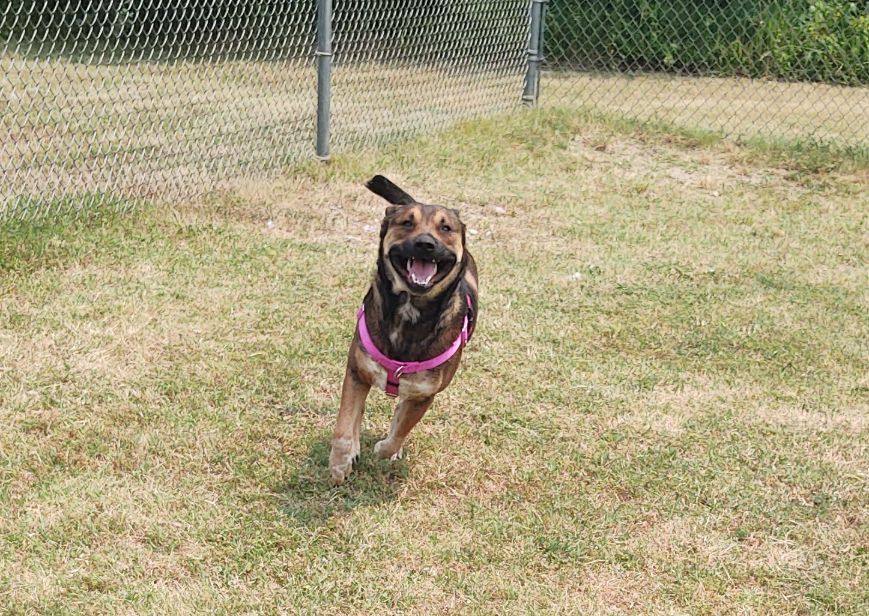 Enlarge Zeke, a Adoptable Australian Cattle Dog / Blue Heeler in Cape May Court House, NJ image 7/10