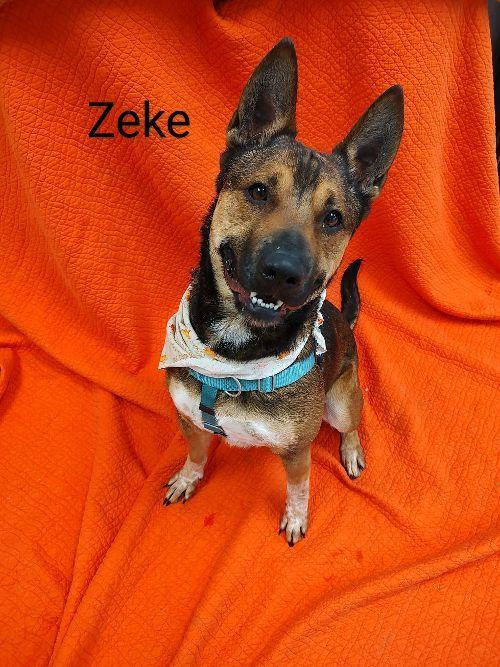 Enlarge Zeke, a Adoptable Australian Cattle Dog / Blue Heeler in Cape May Court House, NJ image 8/10