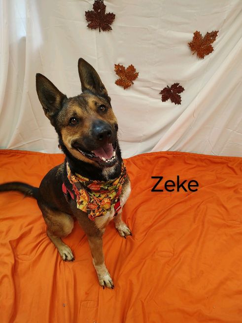 Zeke, Adoptable, Adult Male Australian Cattle Dog / Blue Heeler.