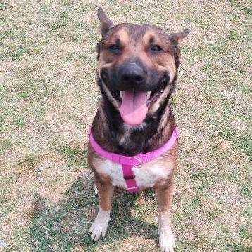 Enlarge Zeke, a Adoptable Australian Cattle Dog / Blue Heeler in Cape May Court House, NJ image 9/10