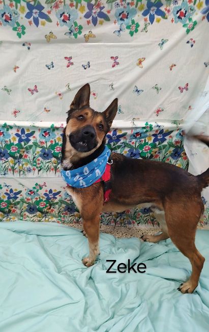 Enlarge Zeke, a Adoptable Australian Cattle Dog / Blue Heeler in Cape May Court House, NJ image 10/10