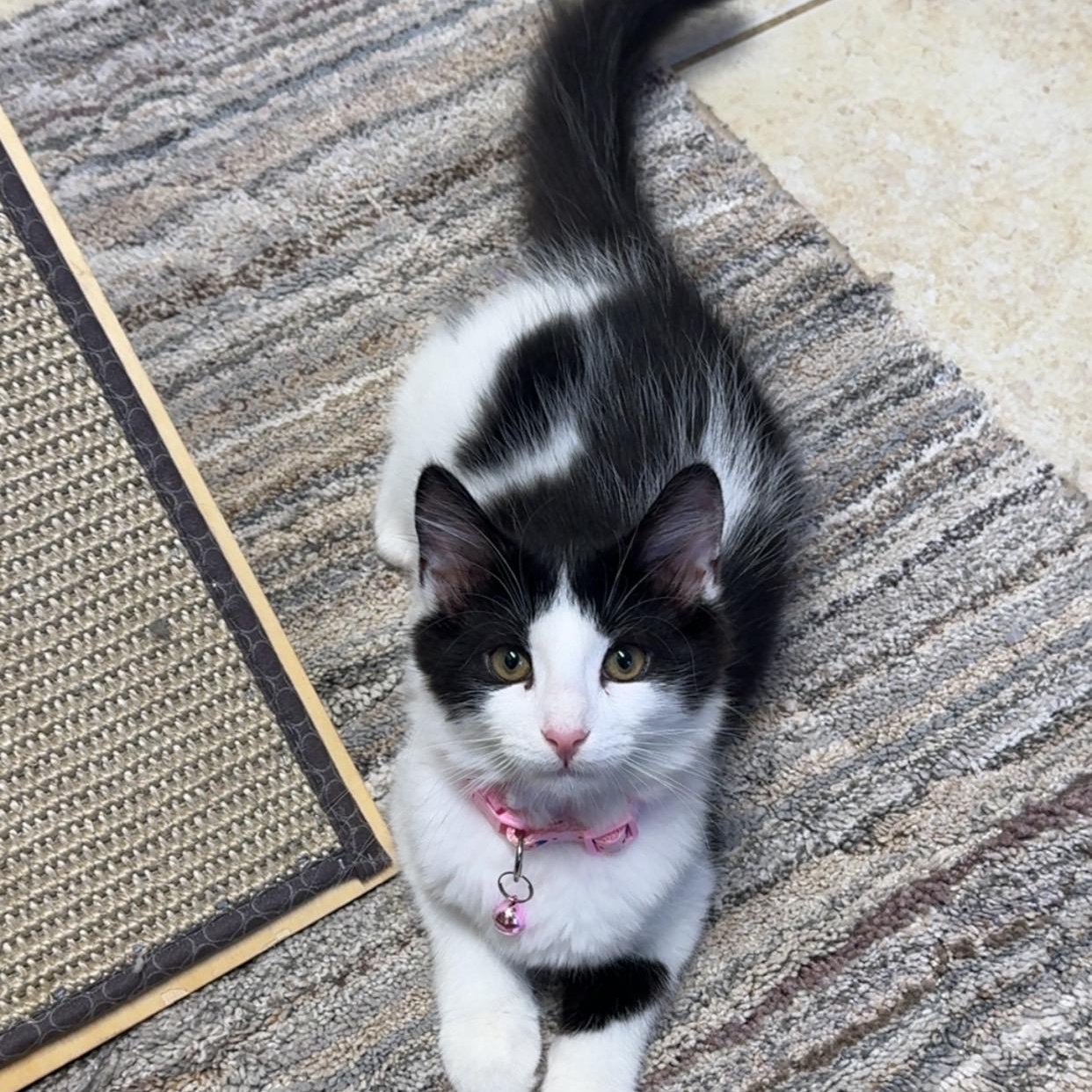 Butterfly, ADOPTABLE, Young Female Domestic Medium Hair.