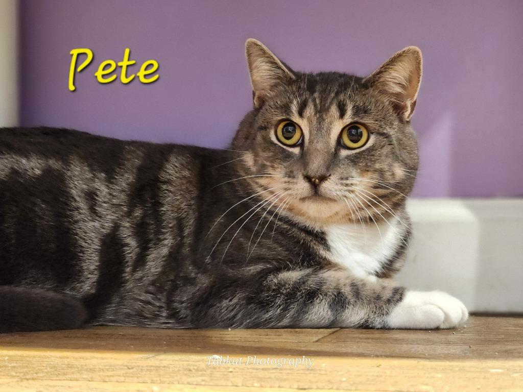 Pete, Adoptable, Adult Male Domestic Short Hair.