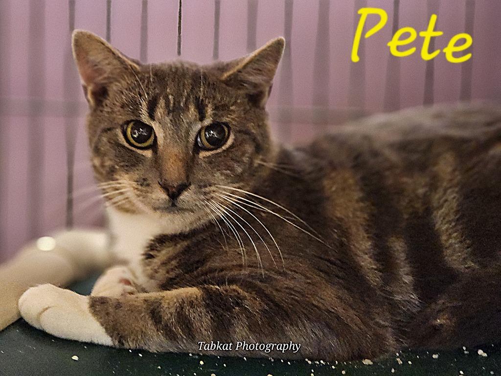 Pete, a Adoptable mixed breed in Cambridge, MD image 2/2