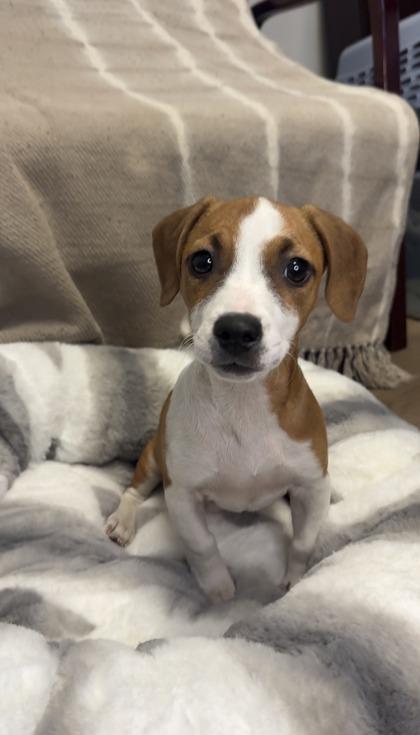 Rarity, Adoptable, Young Female Beagle & Mixed Breed.