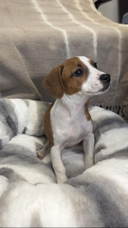 Enlarge Rarity, a Adoptable mixed breed in Lawrenceville, GA image 2/3