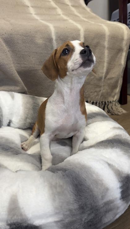 Enlarge Rarity, a Adoptable mixed breed in Lawrenceville, GA image 3/3