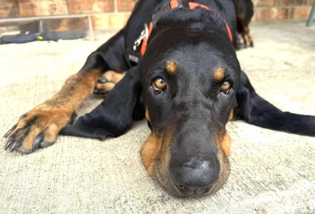 Otis BaWoo, Adoptable, Adult Male Bloodhound.