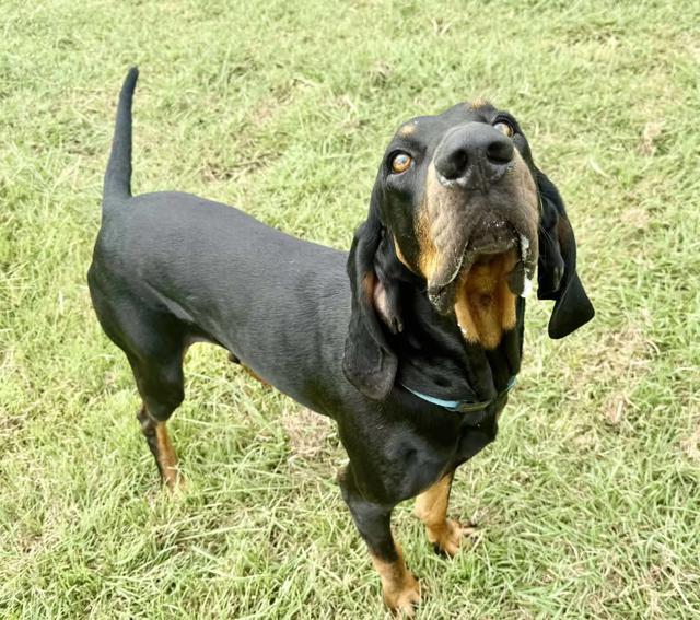 Enlarge Otis BaWoo, a other Bloodhound in Covington, TX image 2/3