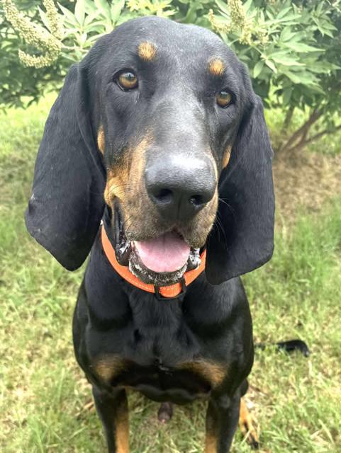 Enlarge Otis BaWoo, a other Bloodhound in Covington, TX image 3/3