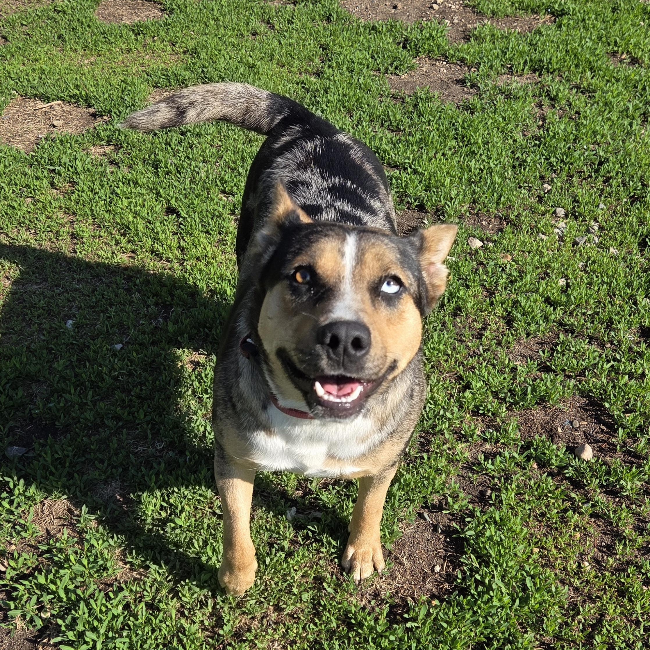 Bibble, a ADOPTABLE mixed breed in Park Rapids, MN image 2/6