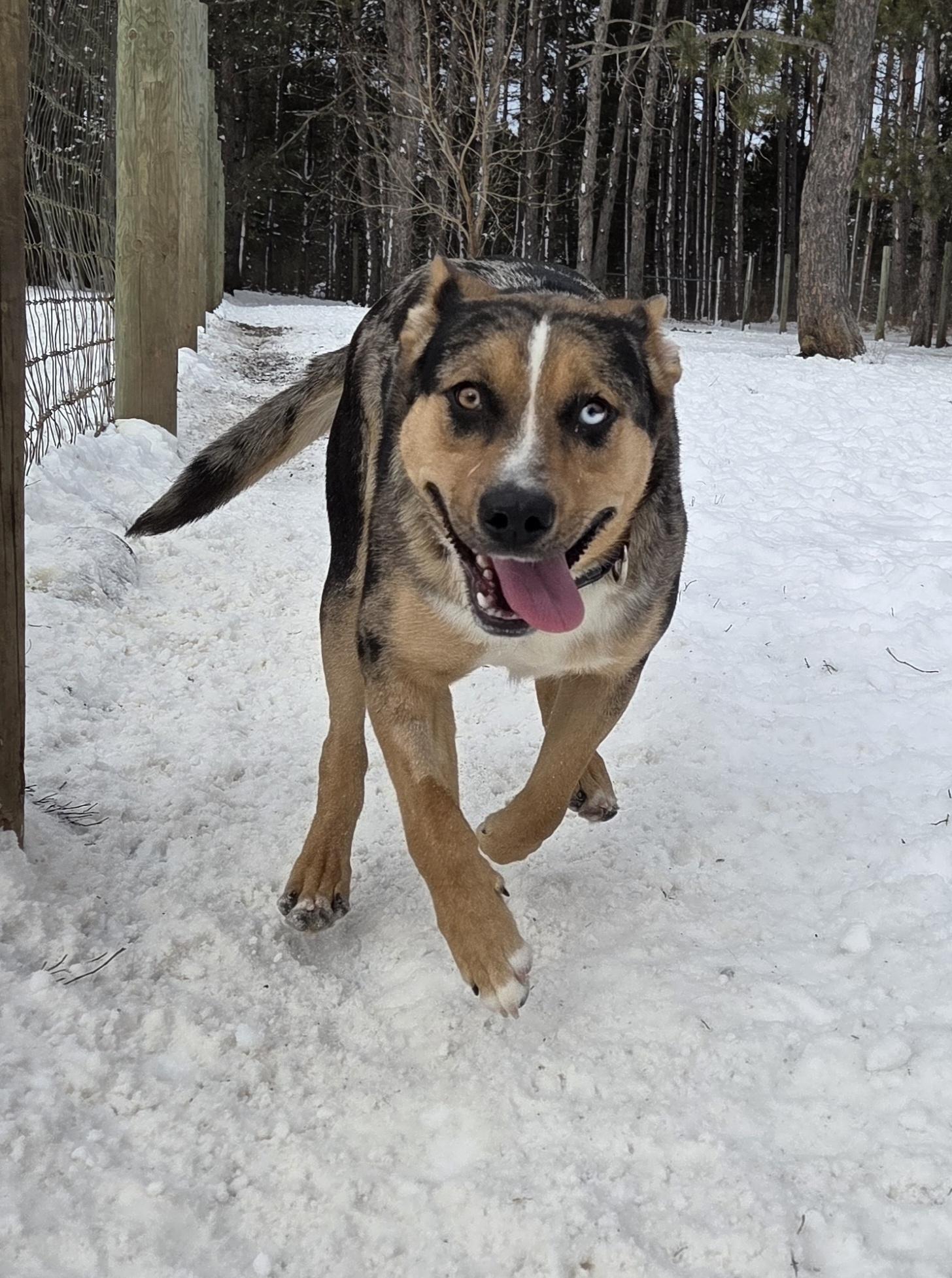 Enlarge Bibble, a ADOPTABLE mixed breed in Park Rapids, MN image 3/4