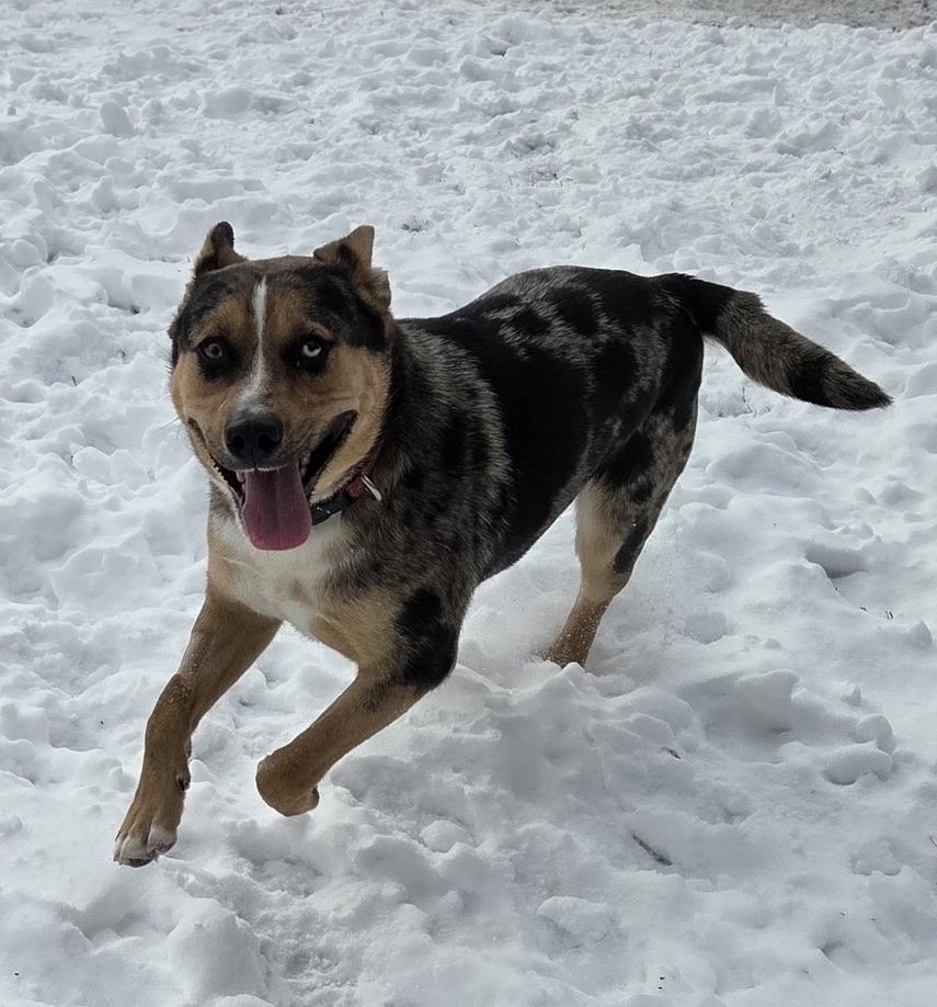 Enlarge Bibble, a ADOPTABLE mixed breed in Park Rapids, MN image 4/4