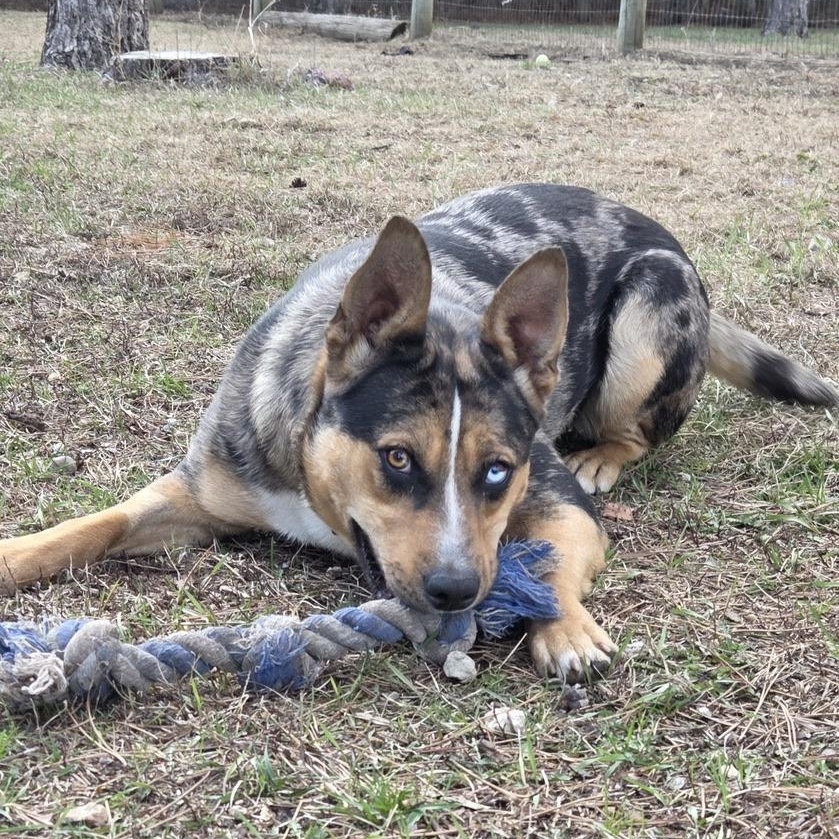 Enlarge Bibble, a ADOPTABLE mixed breed in Park Rapids, MN image 2/4