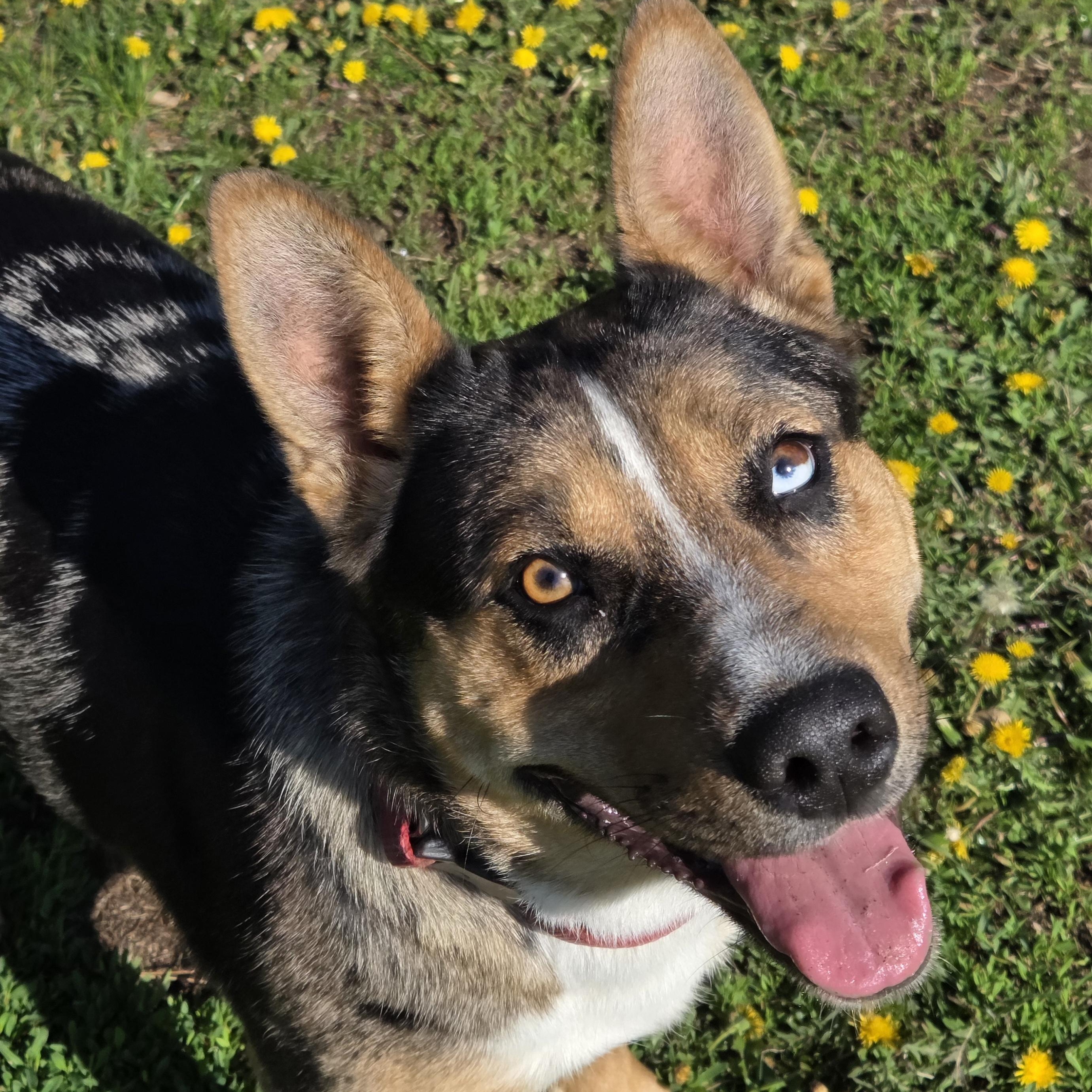 Bibble, ADOPTABLE, Young Female Australian Cattle Dog / Blue Heeler.