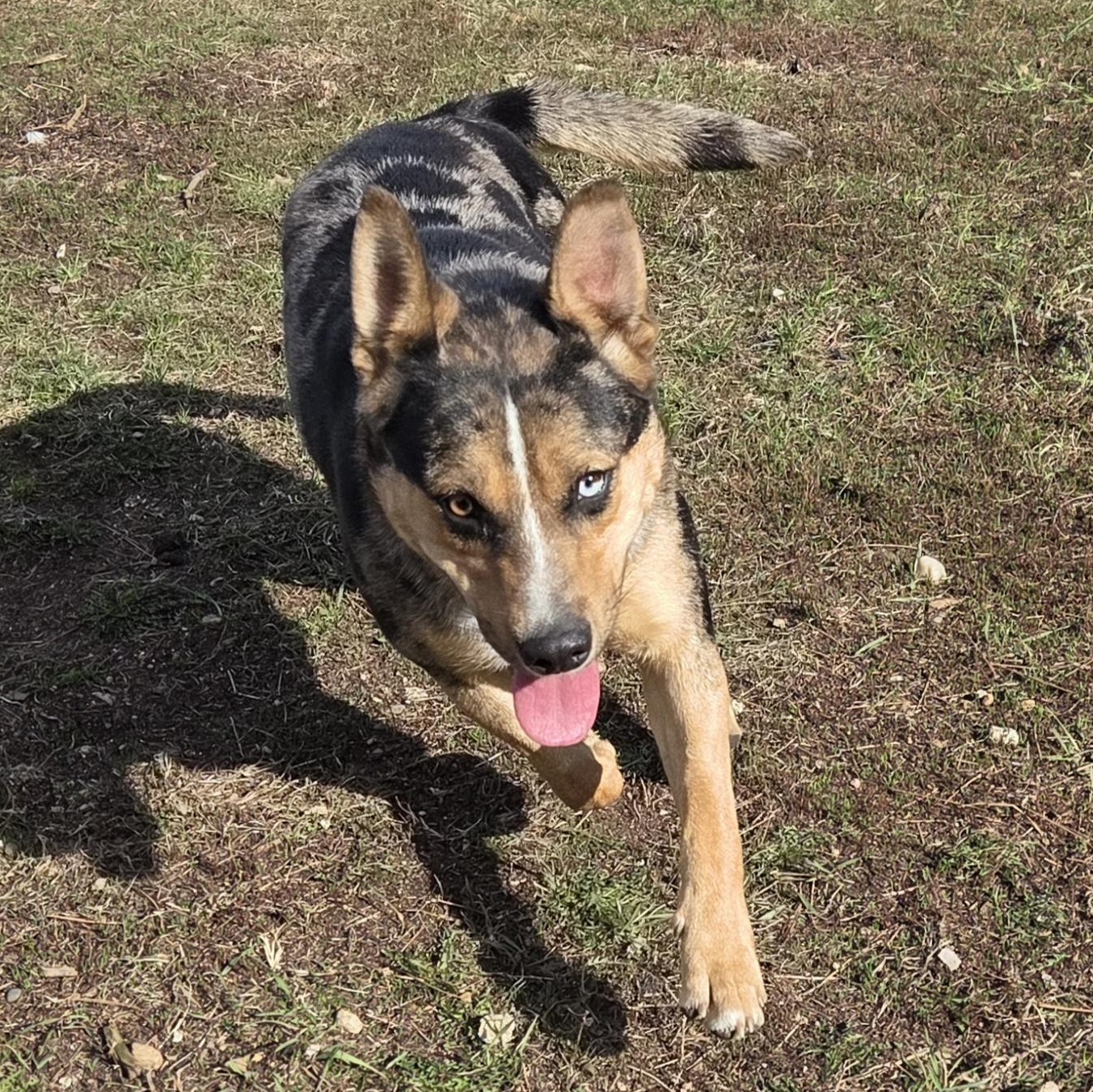 Bibble, ADOPTABLE, Young Female Australian Cattle Dog / Blue Heeler.