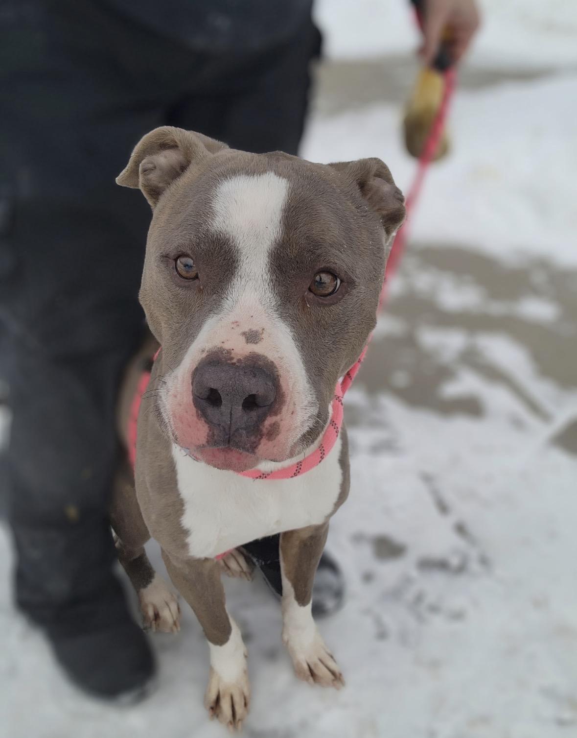 Enlarge Troy, a ADOPTABLE mixed breed in Youngstown, OH image 1/2