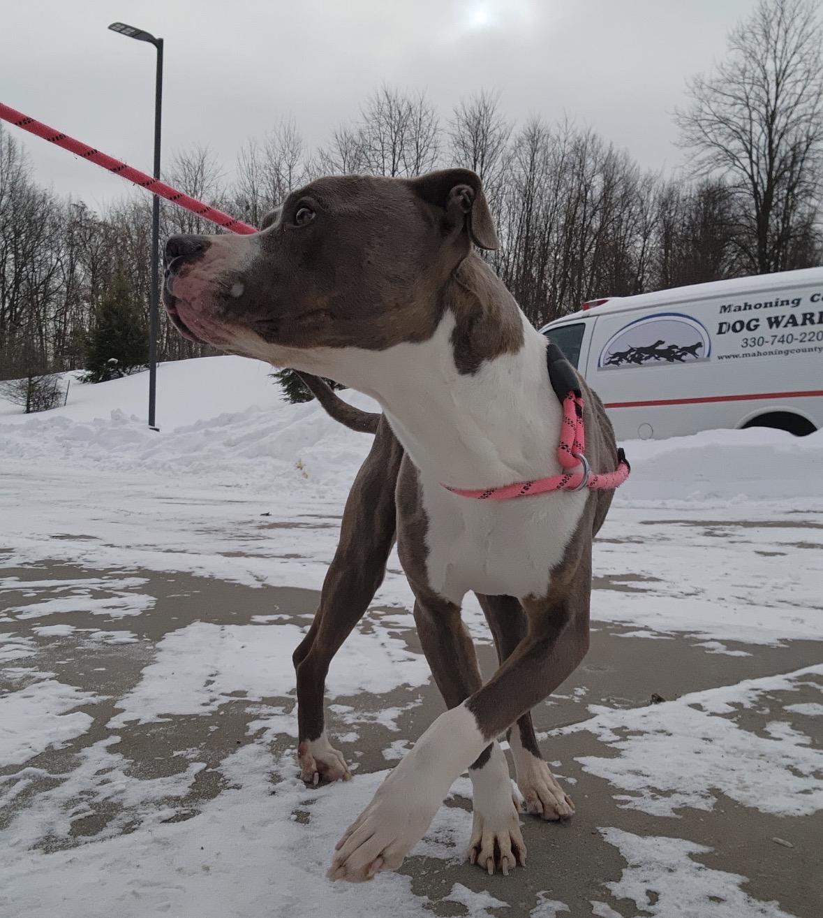 Enlarge Troy, a ADOPTABLE mixed breed in Youngstown, OH image 2/2