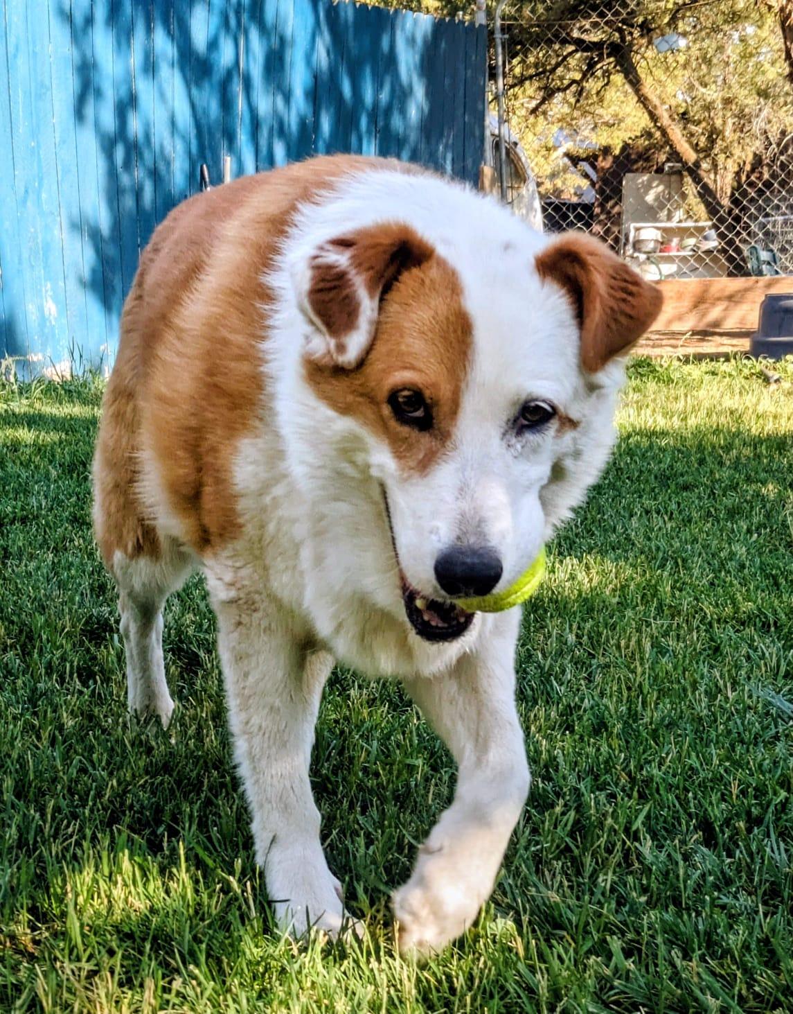 Rowdy, an adoptable Australian Shepherd in Durango, CO, 81301 | Photo Image 1