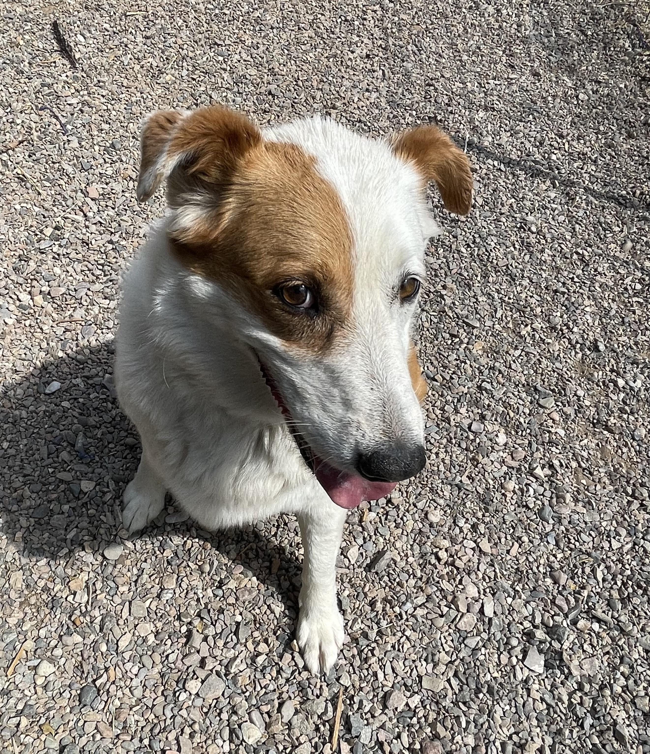 Rowdy, an adoptable Australian Shepherd in Durango, CO, 81301 | Photo Image 2