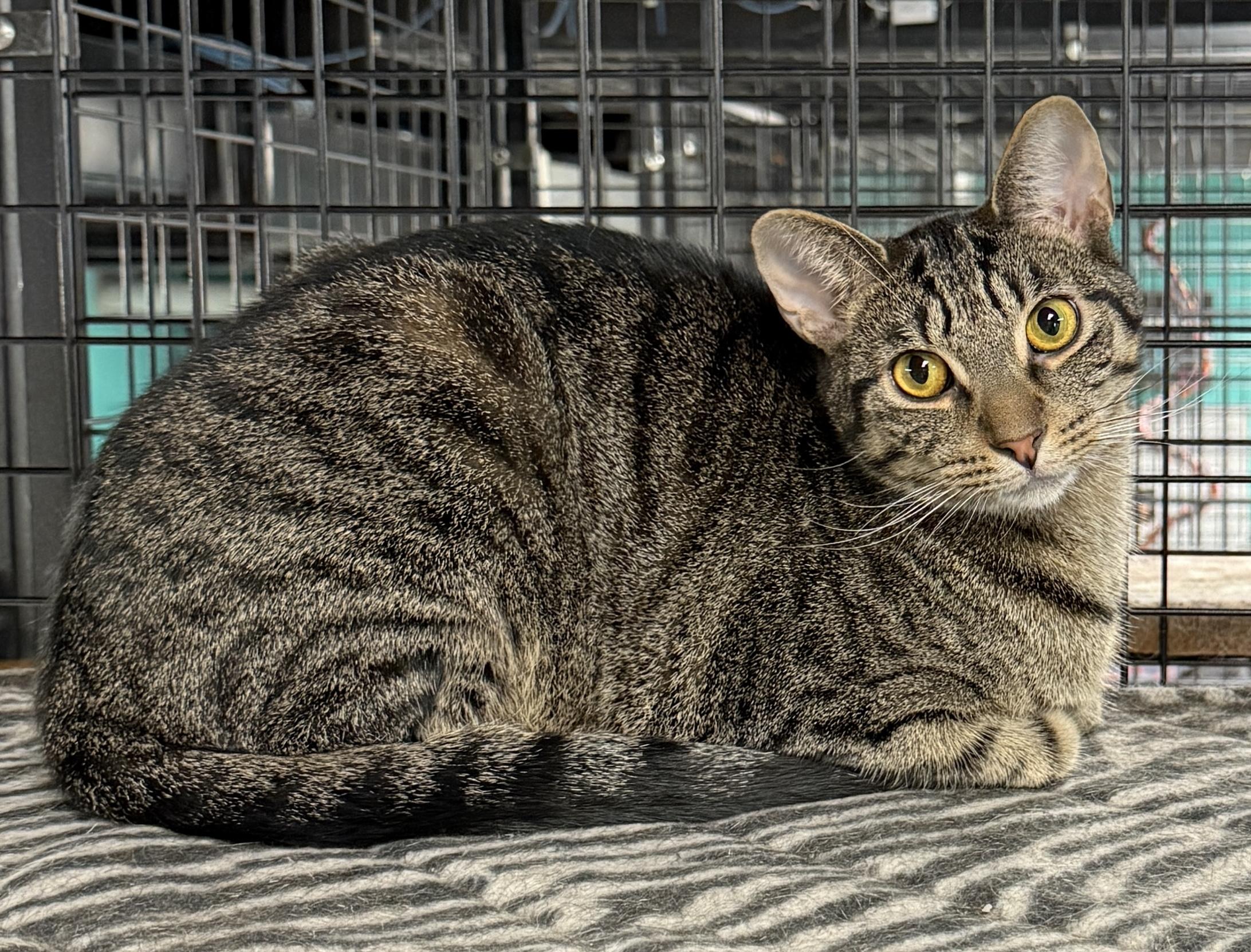 MARIO (loves his sister Ashley), a Adoptable Tabby in Wyandotte, MI image 2/2