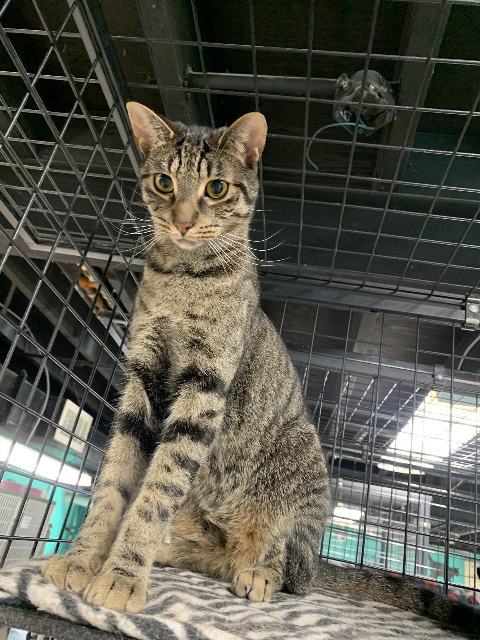 Enlarge MARIO  (loves his sister Ashley), a Adoptable Tabby in Wyandotte, MI image 2/4