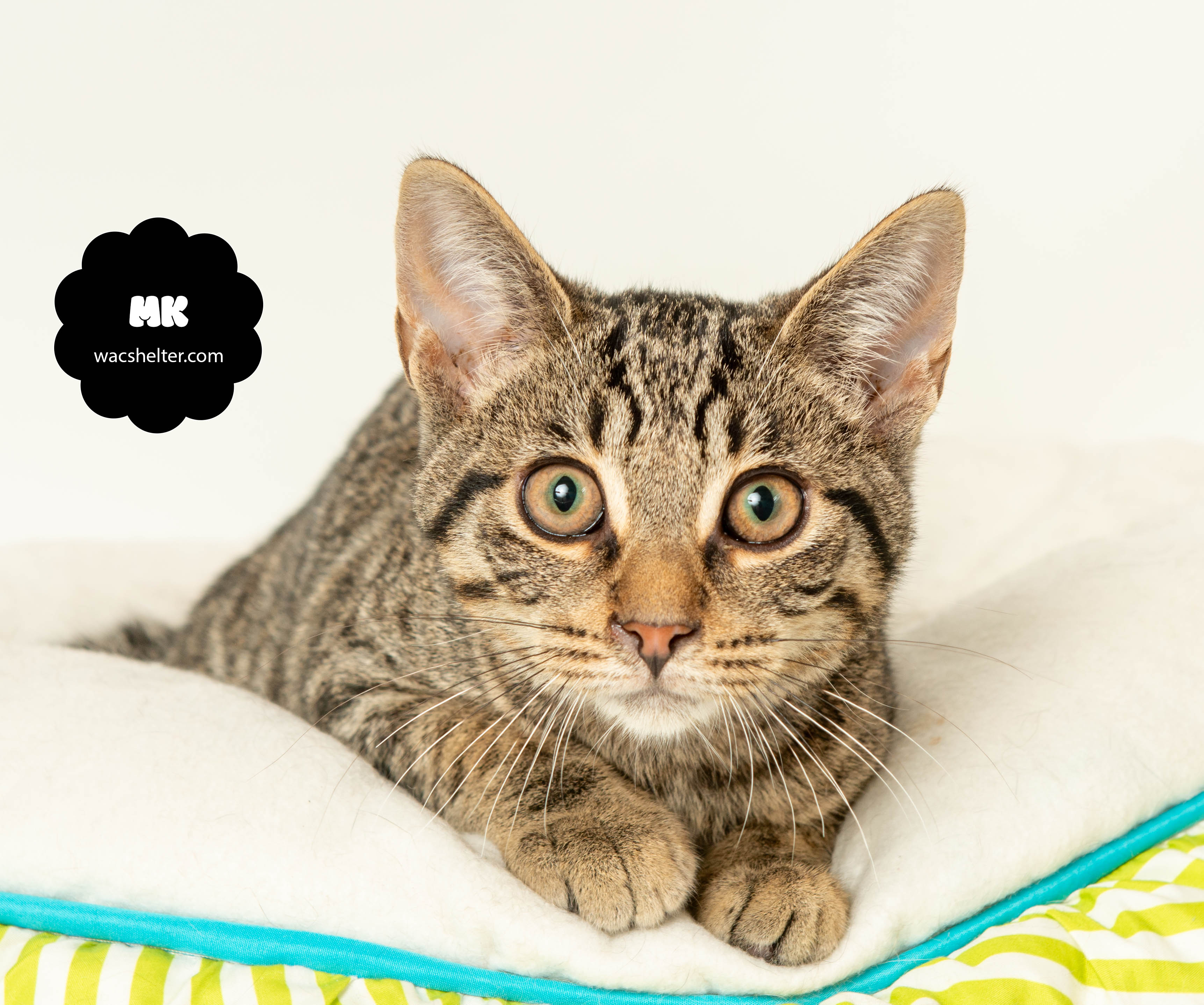 MARIO (loves his sister Ashley), Adoptable, Young Male Tabby.