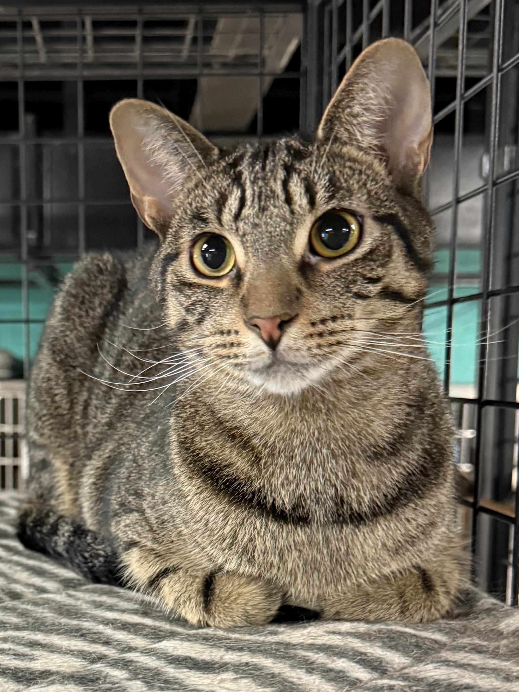 MARIO  (loves his sister Ashley), Adoptable, Young Male Tabby.
