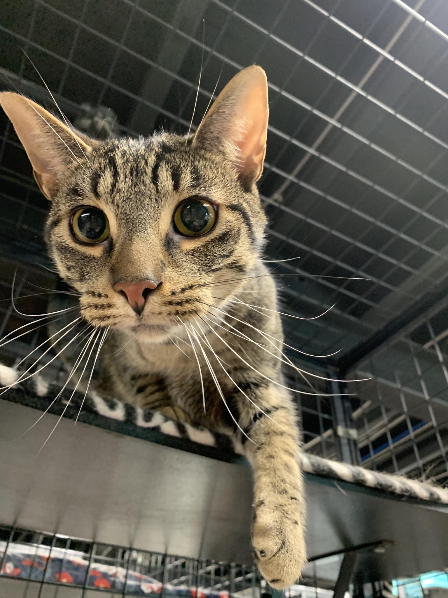 Enlarge MARIO  (loves his sister Ashley), a Adoptable Tabby in Wyandotte, MI image 3/4
