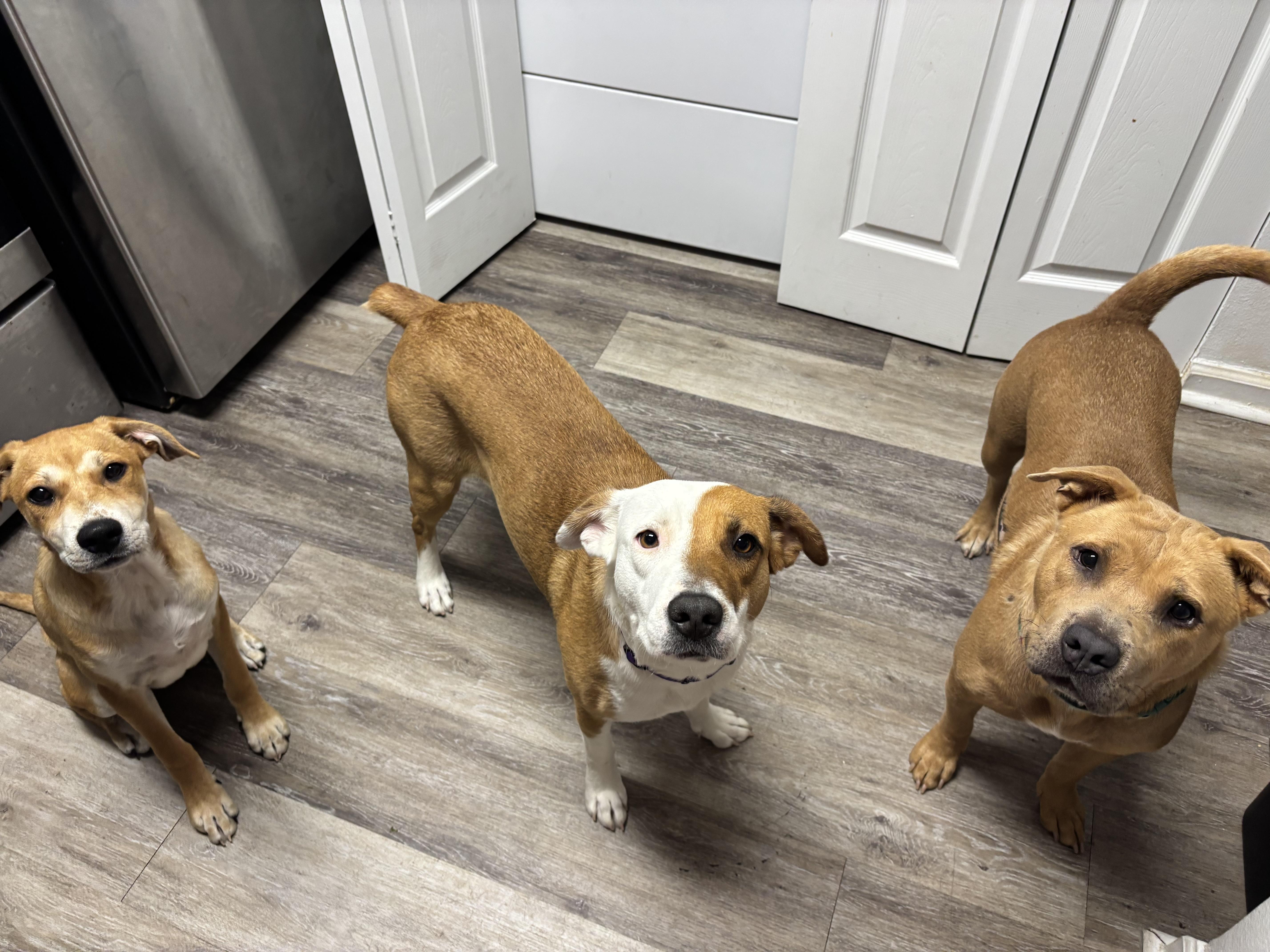 Enlarge Carolina, a Adoptable mixed breed in Orlando, FL image 4/6