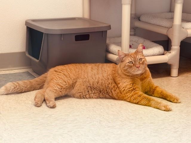 KEVIN, Adoptable, Adult Male Domestic Short Hair.