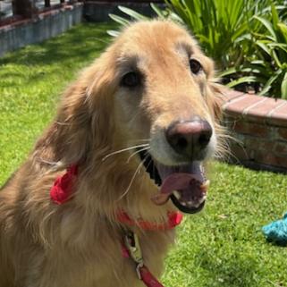 Baylee, ADOPTABLE, Adult Female Golden Retriever.