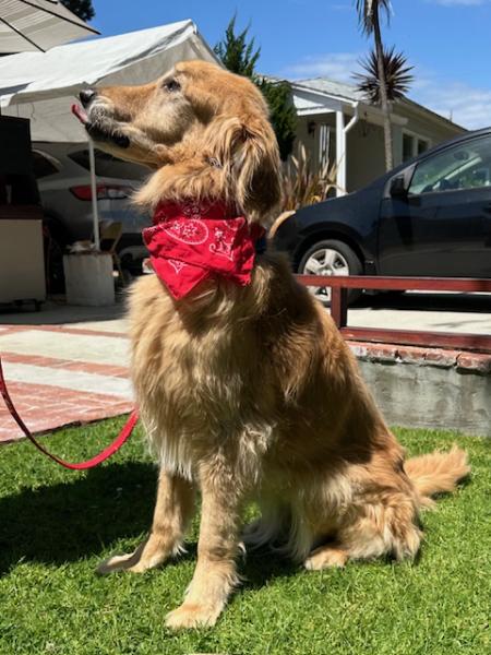 Enlarge Baylee, a ADOPTABLE Golden Retriever in Los Angeles, CA image 4/6